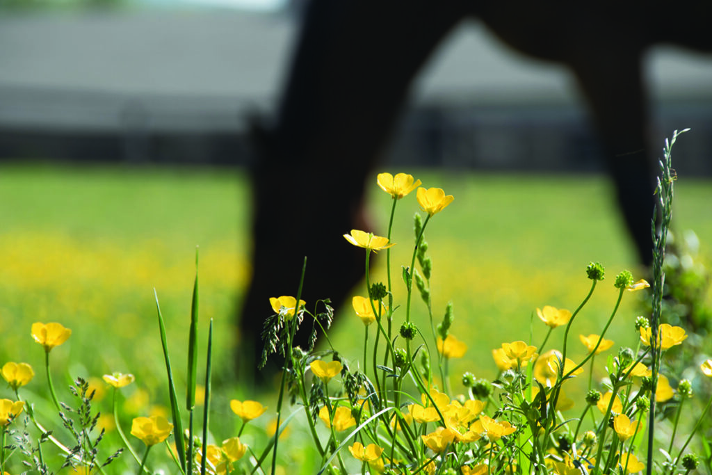 horse health in summer