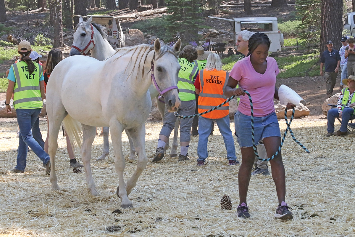 Love Story after being pulled from the Tevis Cup due to fatigue and heat.