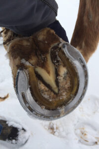Snow pads on a horse's hoof