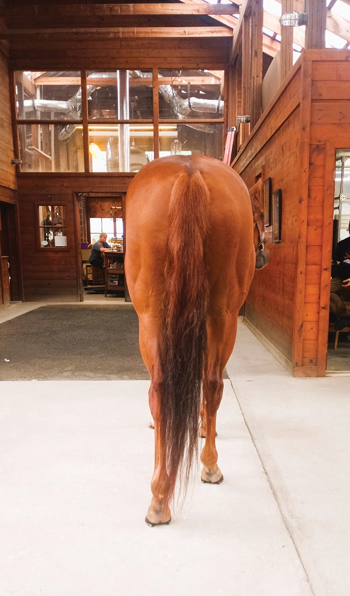 The rear view of a chestnut horse.