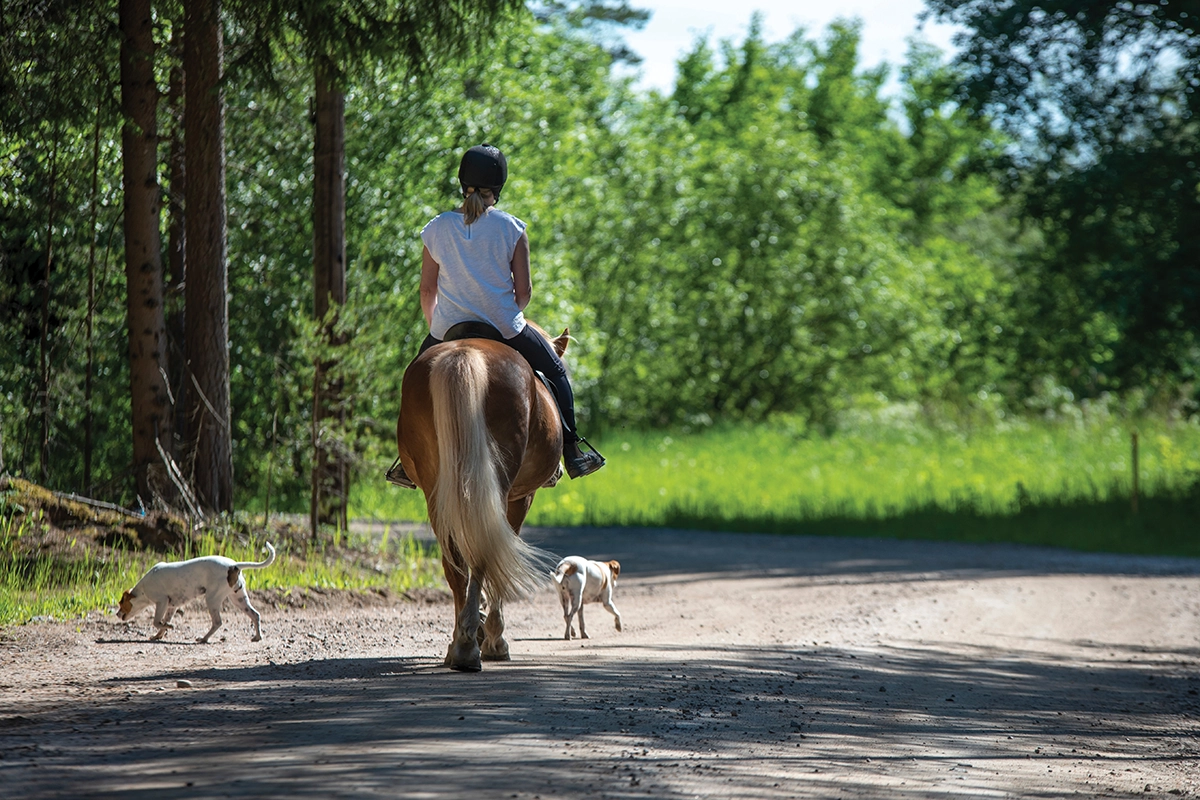 Riding a horse alongside barn dogs.