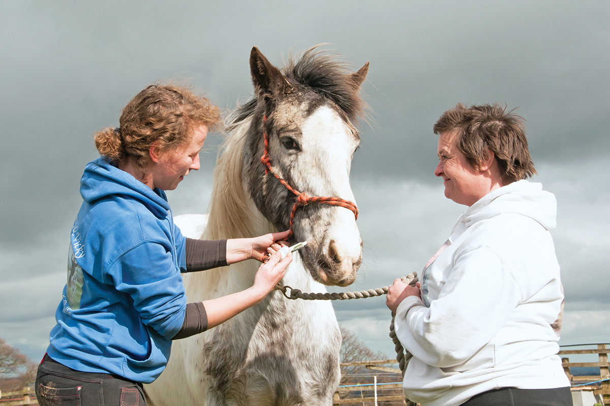 Deworming a horse.