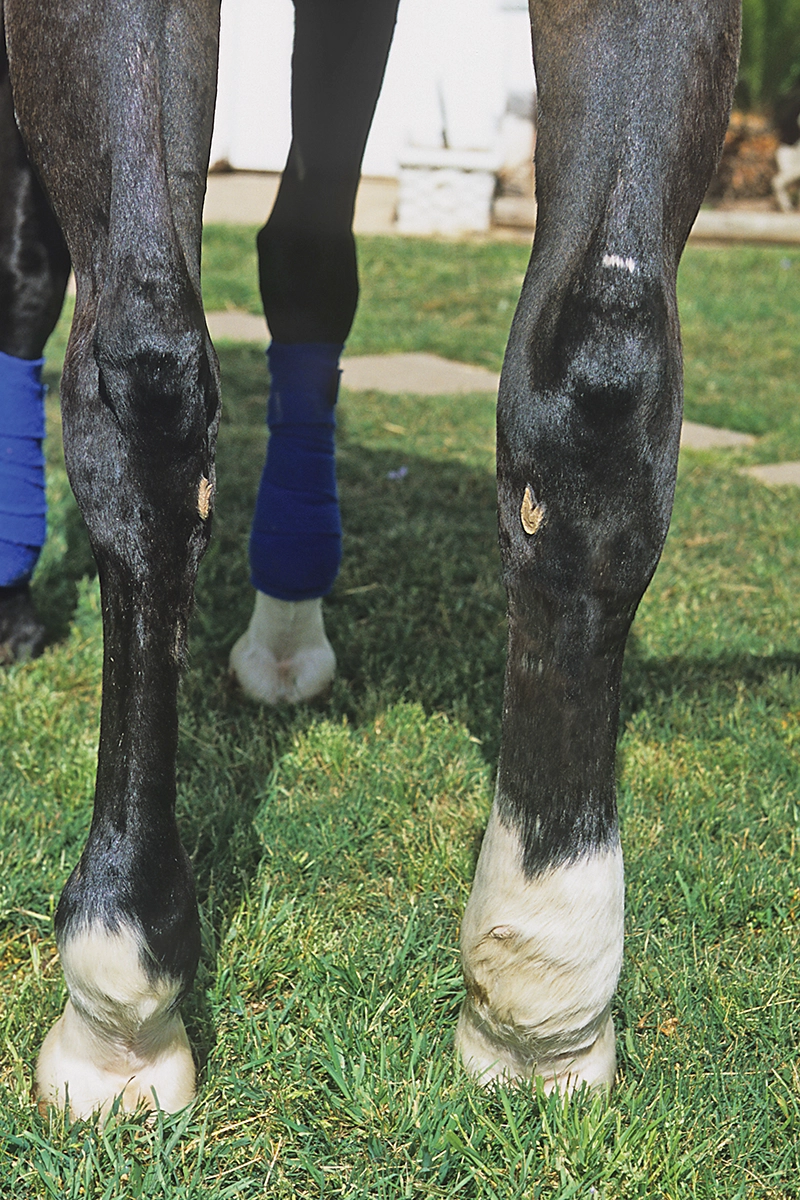 Cellulitis in a horse's hind legs.