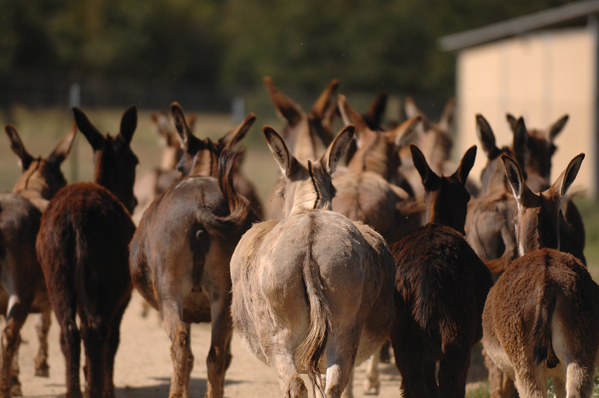 A group of donkeys walking away