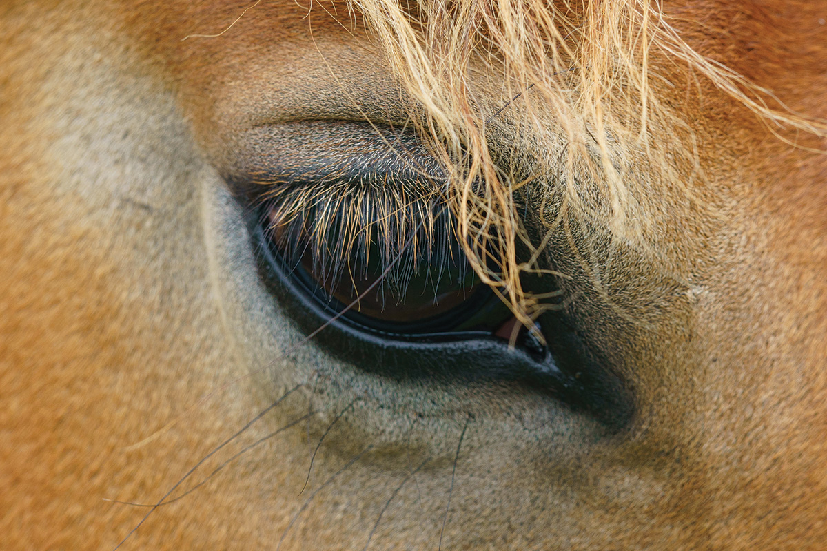 An equine eye.