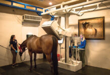 Equine diagnostic imaging being performed on a horse via nuclear scintigraphy