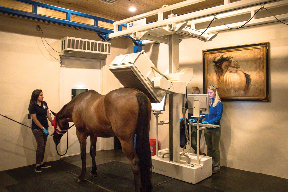 Equine diagnostic imaging being performed on a horse via nuclear scintigraphy