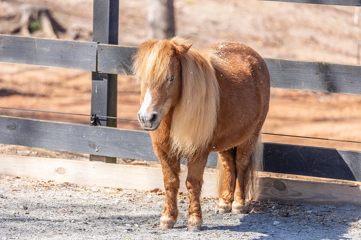 A miniature horse, which faces high risk for laminitis in the fall.