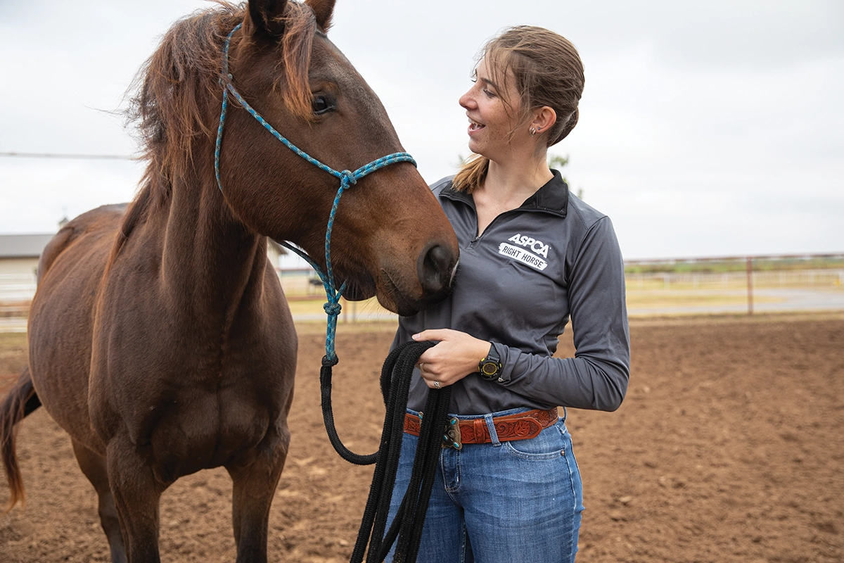 An ASPCA Right Horse employee working with a horse up for adoption.