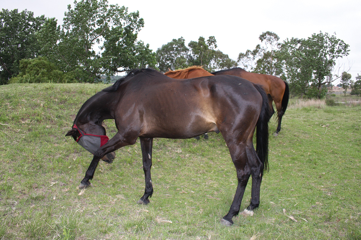 A horse itching its leg