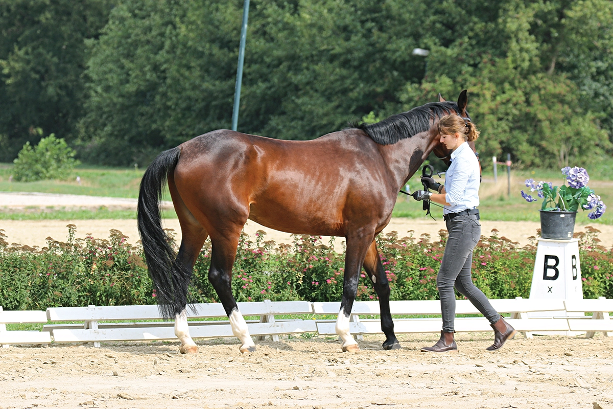 A woman urging her horse to back up.