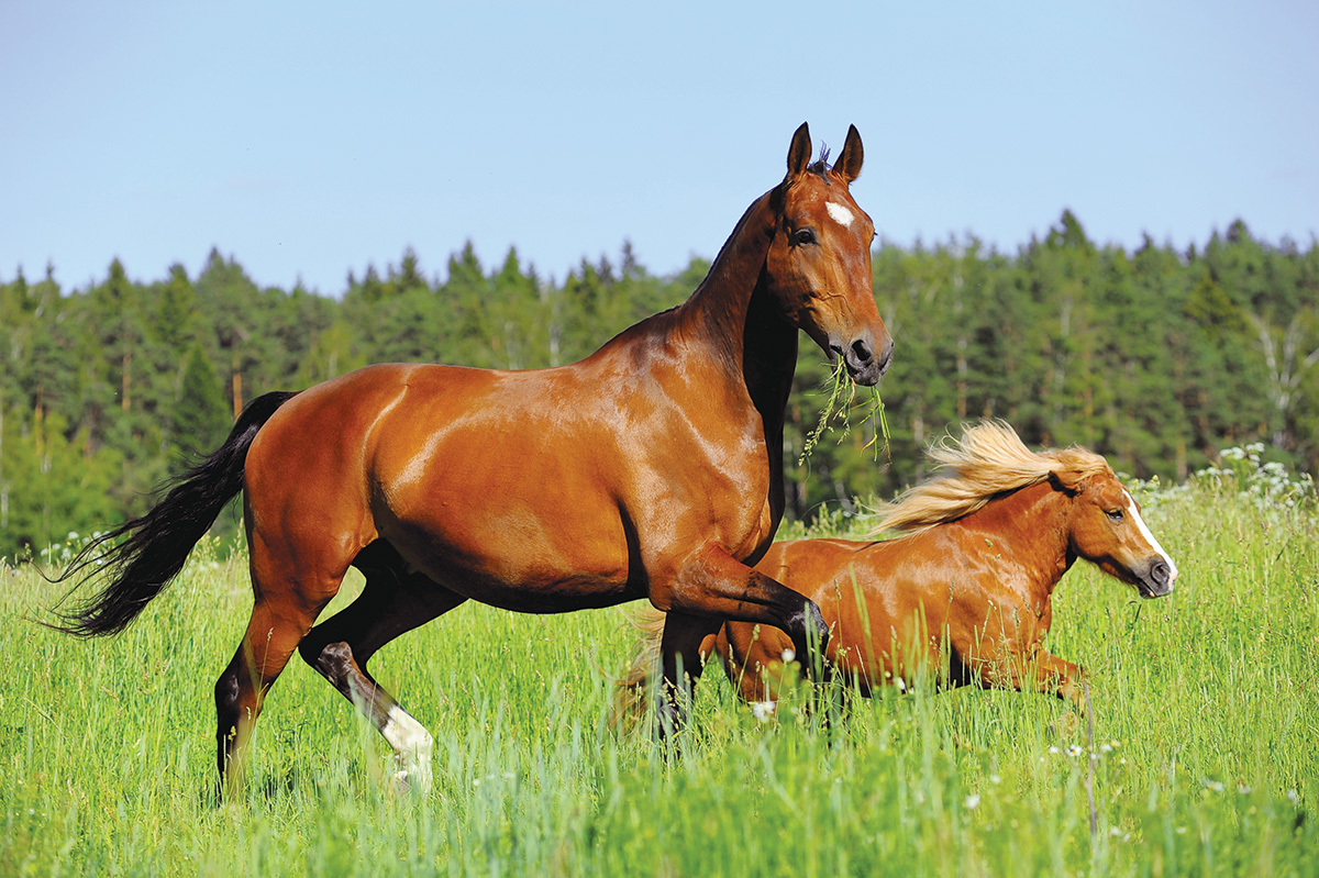 A horse and pony in a field together