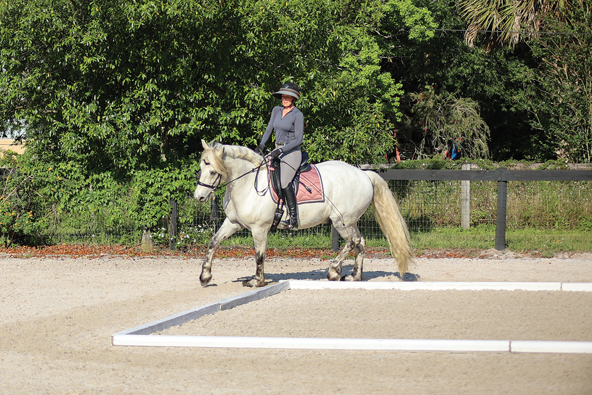 An exercise for a horse's hindquarter engagement.