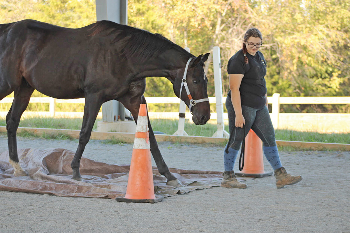Working with a gelding at liberty.