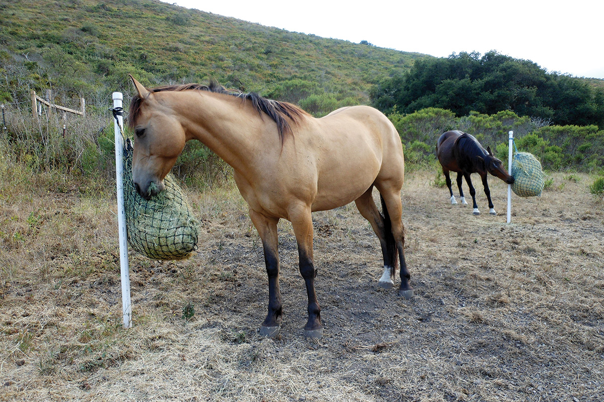 Horses using hay net feeding stations, which were created based on equine behavior research
