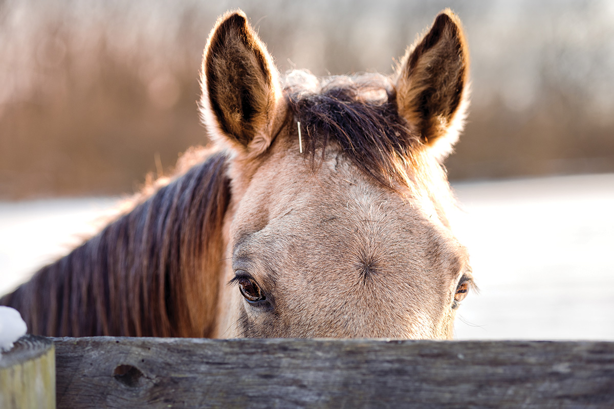 The eyes and ears of a buckskin looking over a fence.
