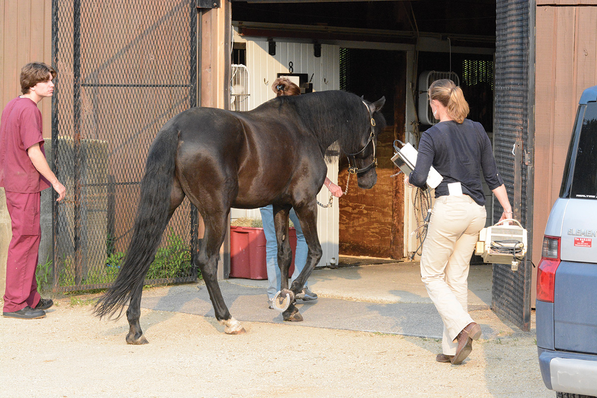A horse enters a vet clinic to be treated for colitis