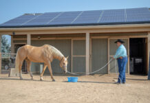 Working with a horse to improve feeding time behavior.