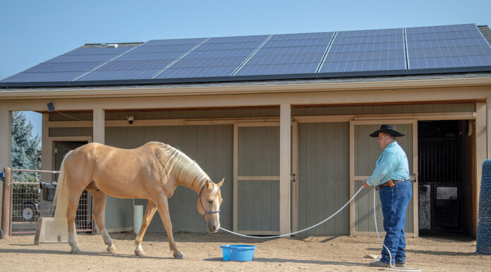 Working with a horse to improve feeding time behavior.