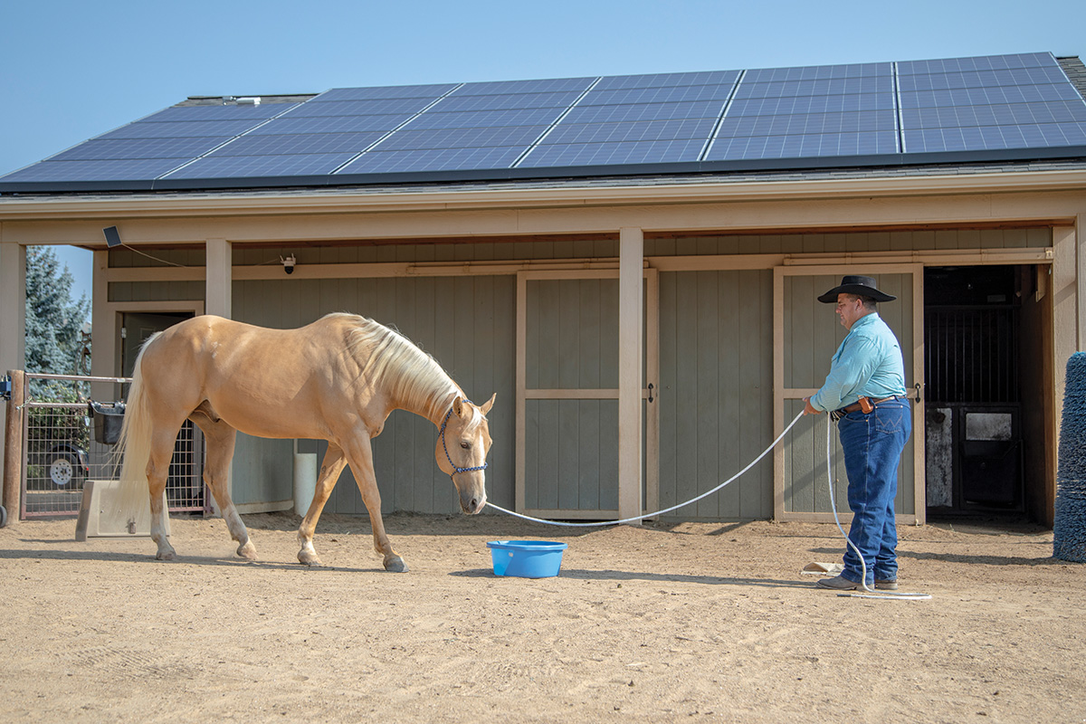 Working with a horse to improve feeding time behavior.