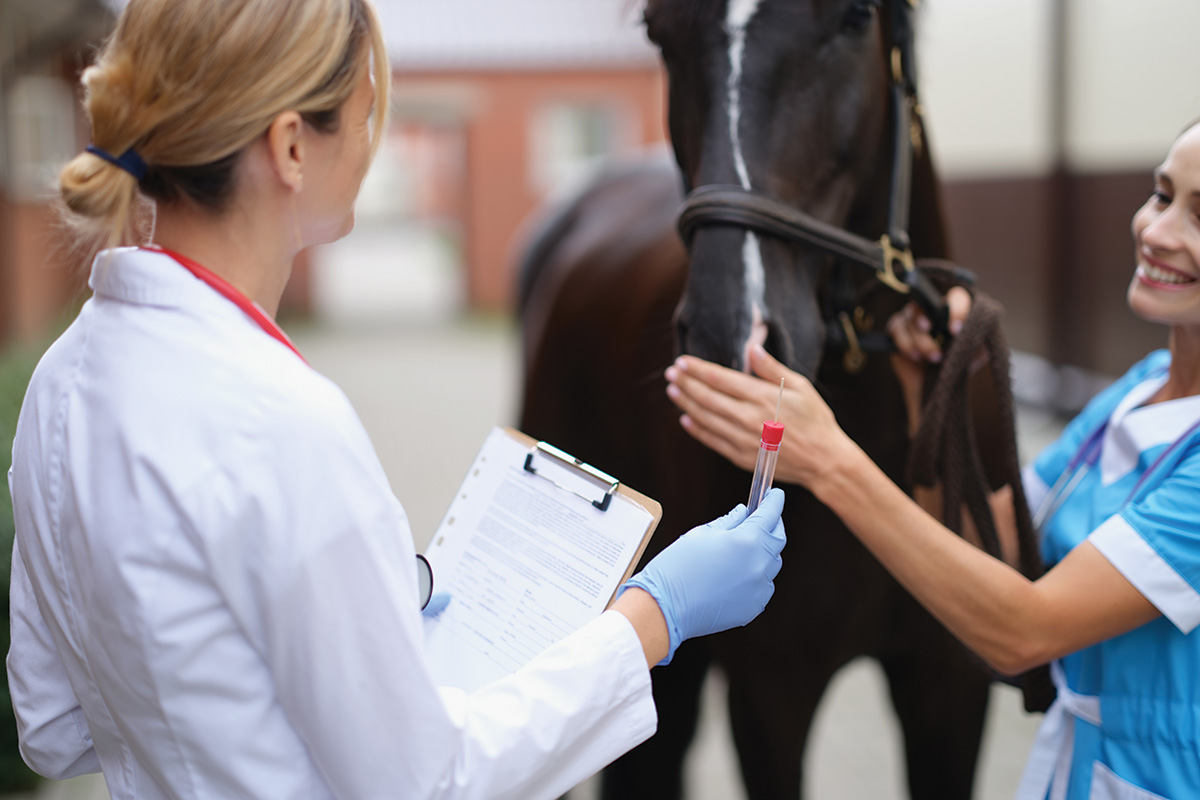 An equine veterinarian performing an exam