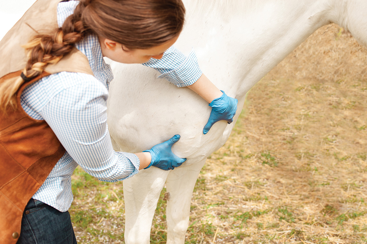 Checking a horse's thin-skinned area for ticks to help prevent Lyme disease infection.