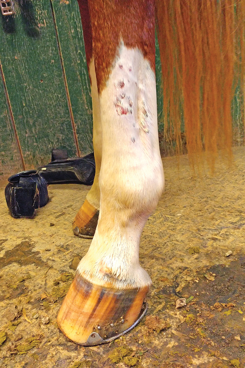 A horse's leg affected by photosensitization and flies
