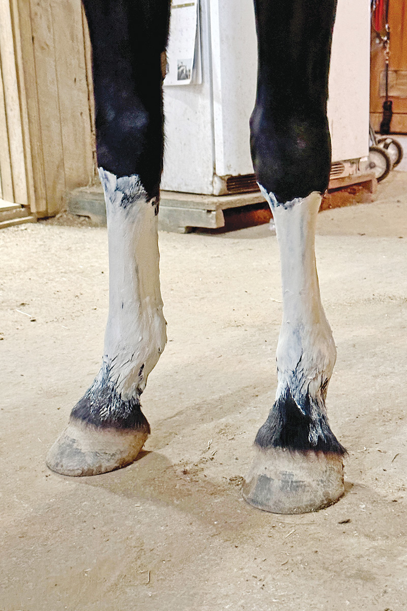 Using poultice on a horse's legs for post-workout leg care