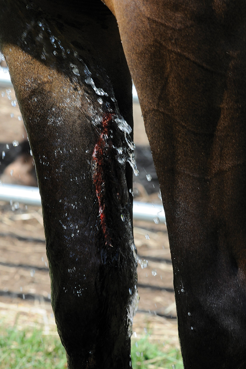 Hosing a a cut on an equine's leg