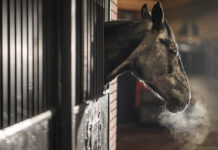The breath of a horse with a respiratory disease such as asthma