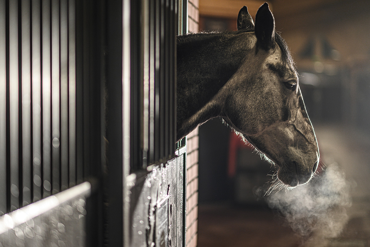 The breath of a horse with a respiratory disease such as asthma