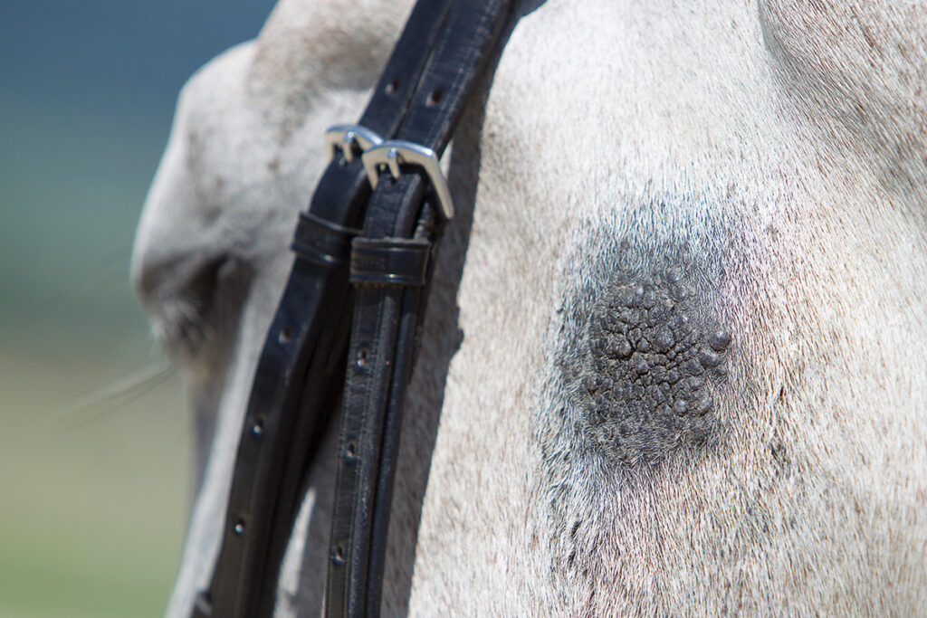 Decoding Sarcoids in Horses Horse Illustrated