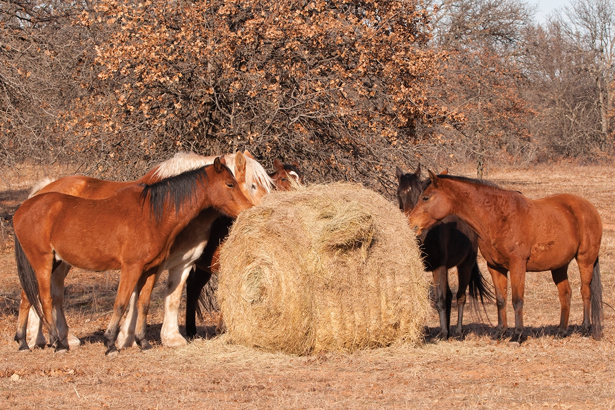 A herd of horses eating from a round bale.