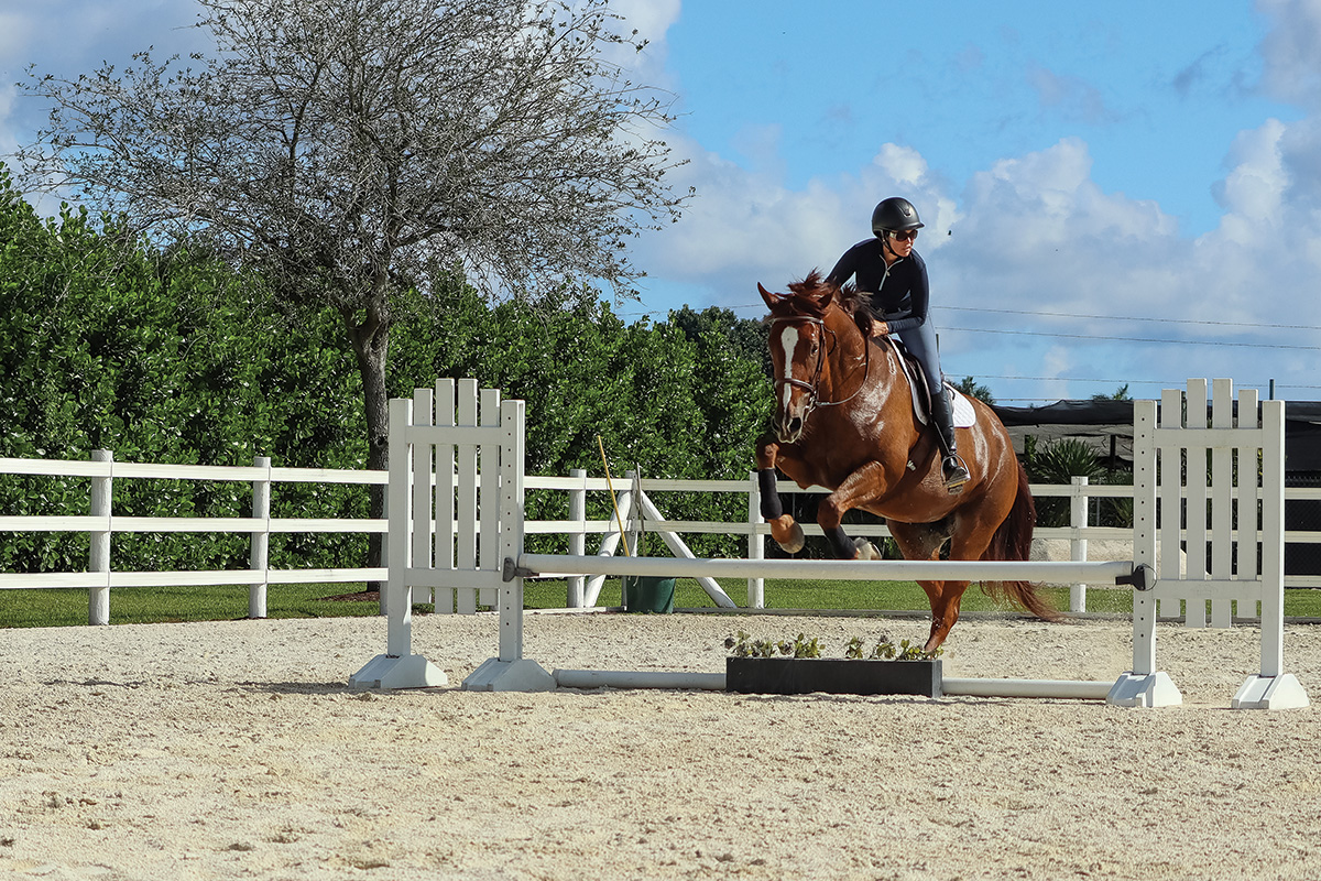 A horse jumping