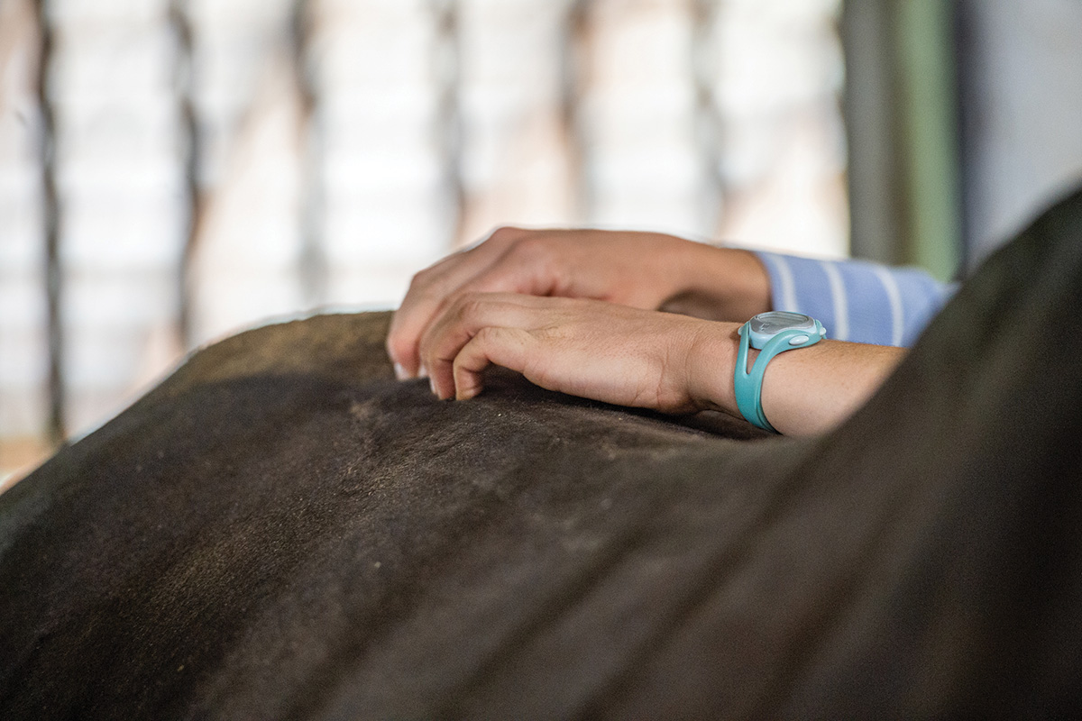 Examination of a horse with kissing spine