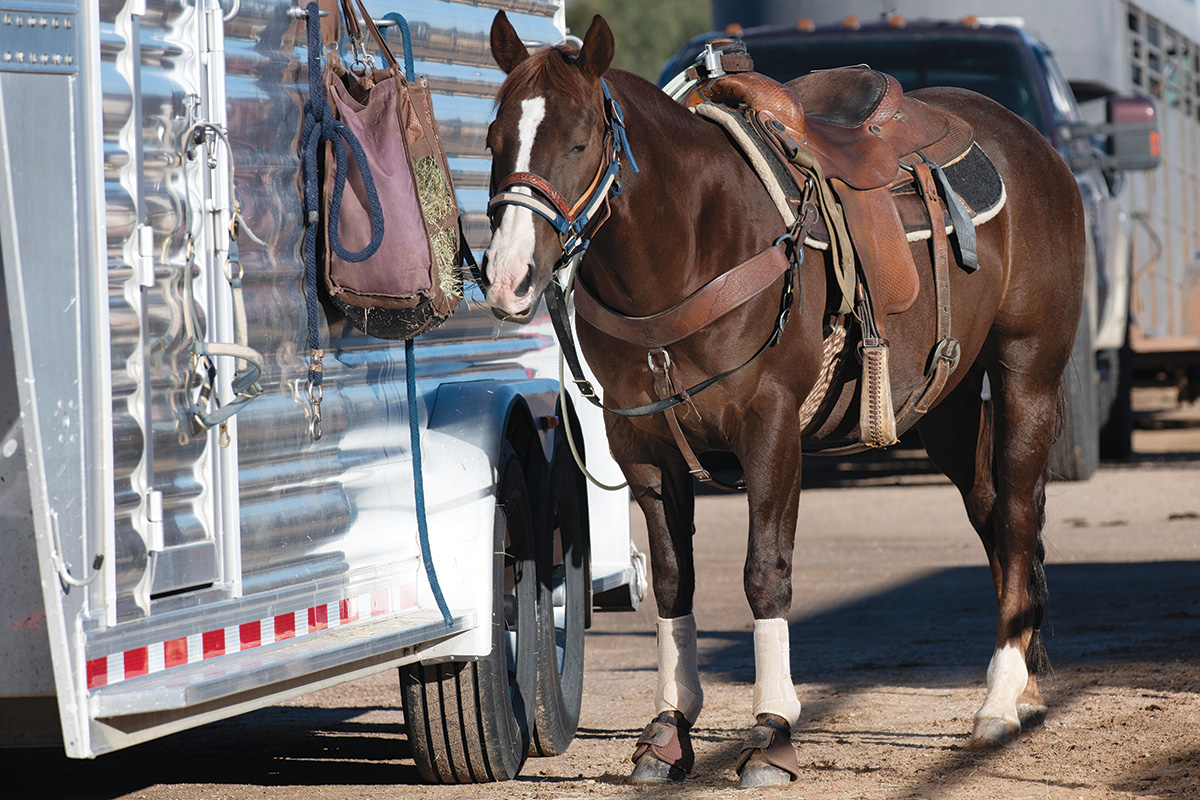 A horse tied to a horse trailer