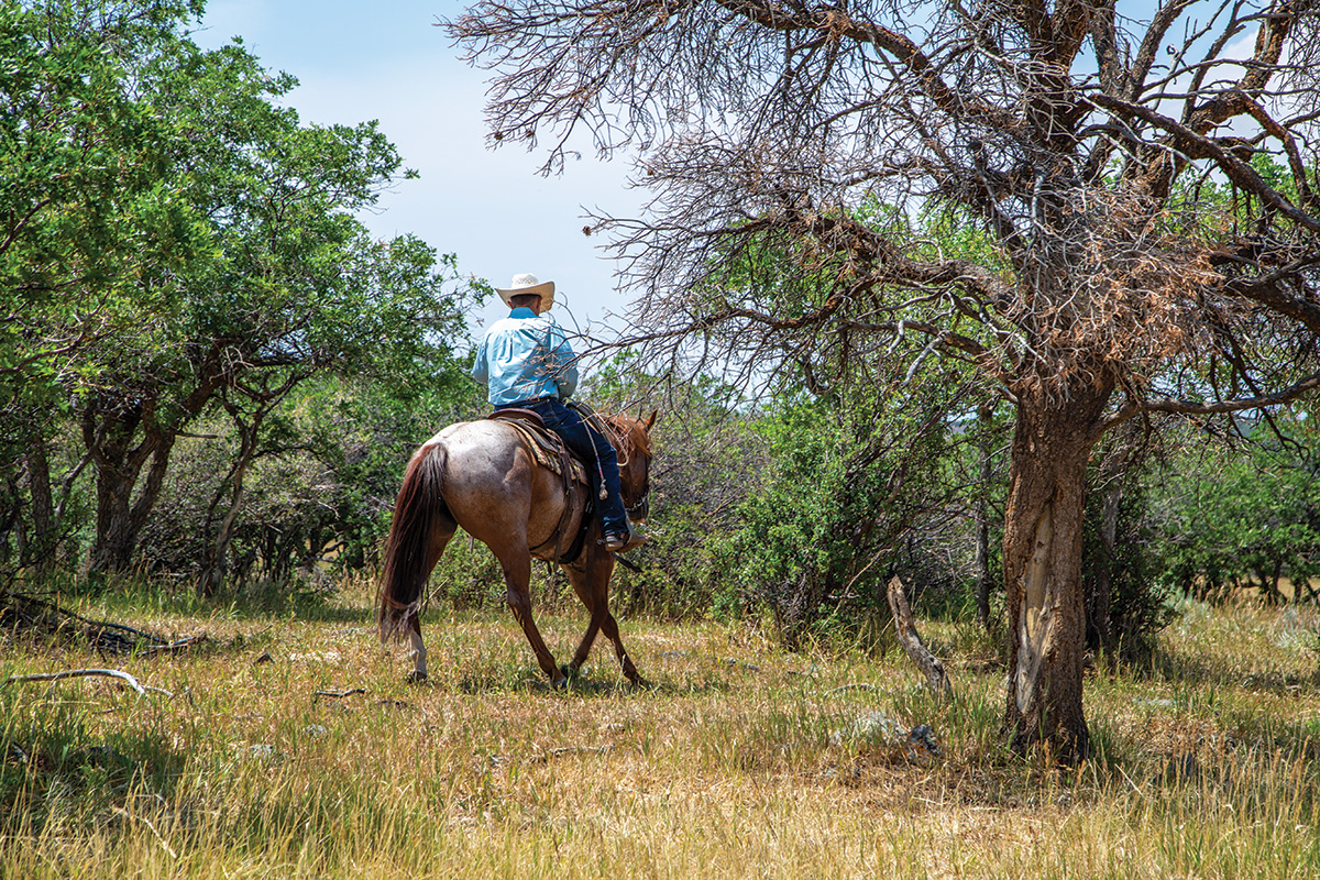 Riding horse through the trees