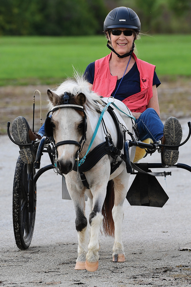 A miniature horse pulls a hyperbike