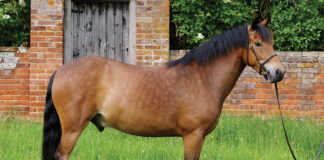A bay New Forest Pony