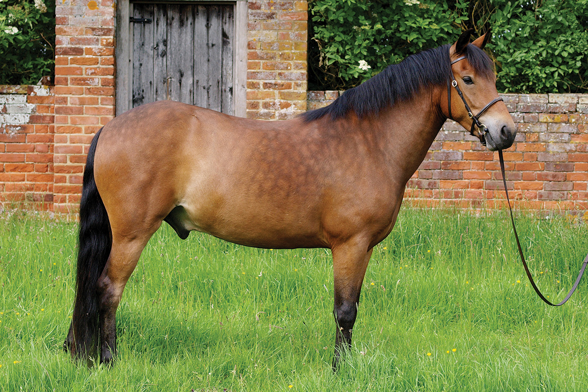 A bay New Forest Pony