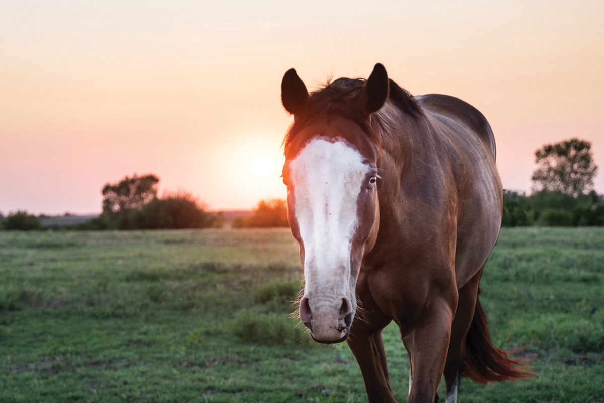 A bald-faced bay horse at sunset