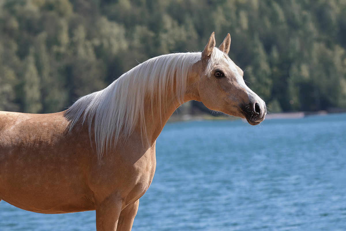 An elegant Arabian by a lake