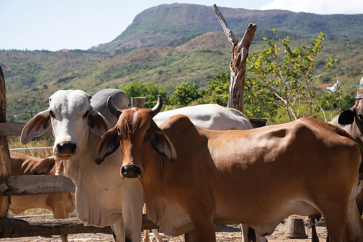 Brahman cattle.
