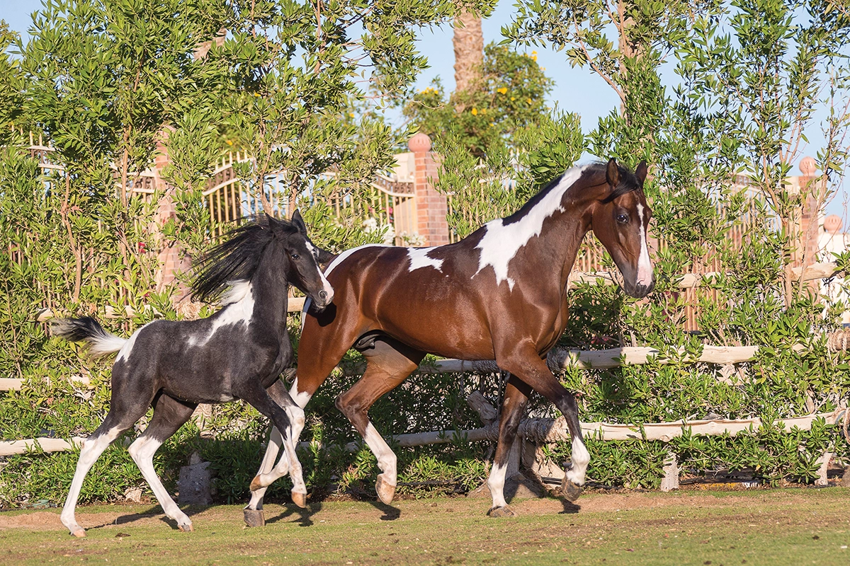 Two Saddlebreds trotting.