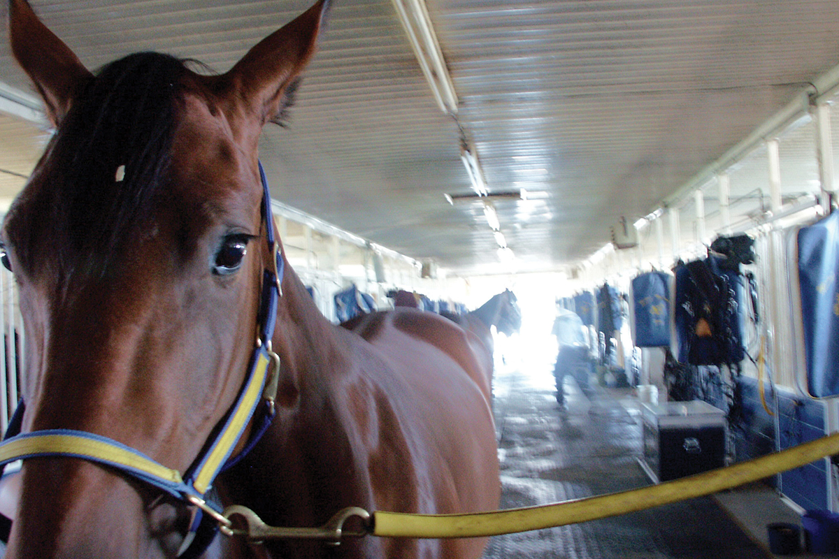 horse hates being groomed