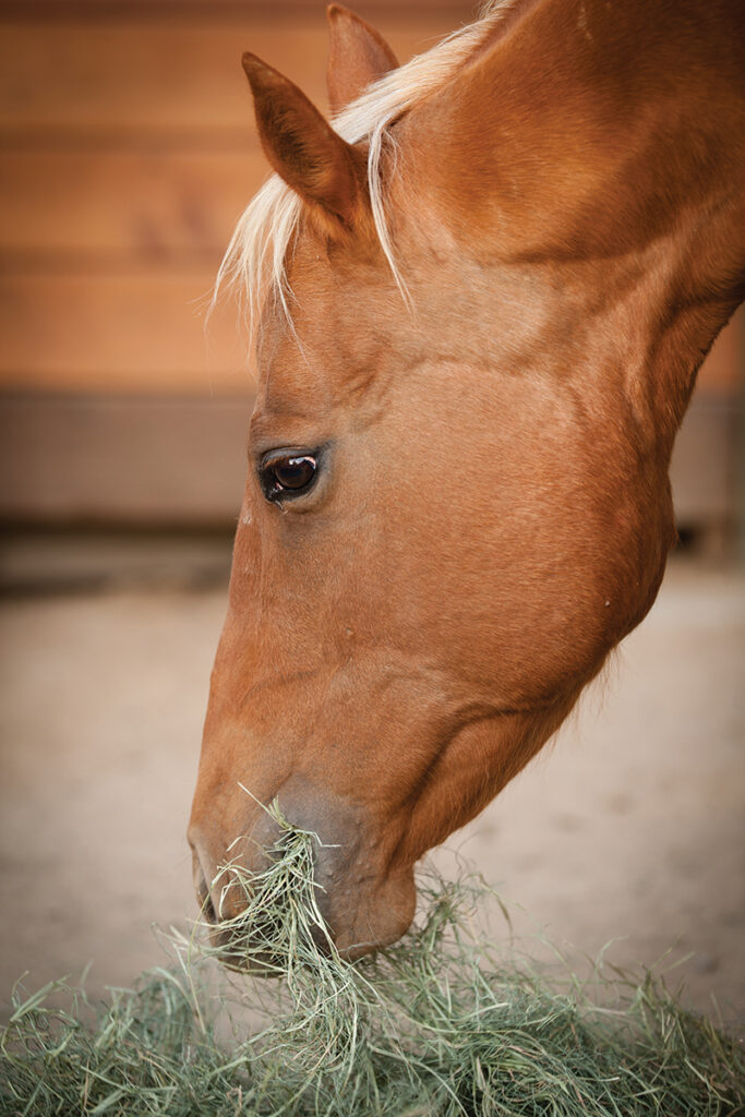 equine microbiome