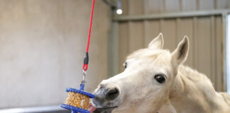 A horse playing with a stall toy to combat stall boredom.