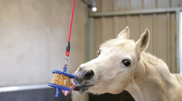 A horse playing with a stall toy to combat stall boredom.
