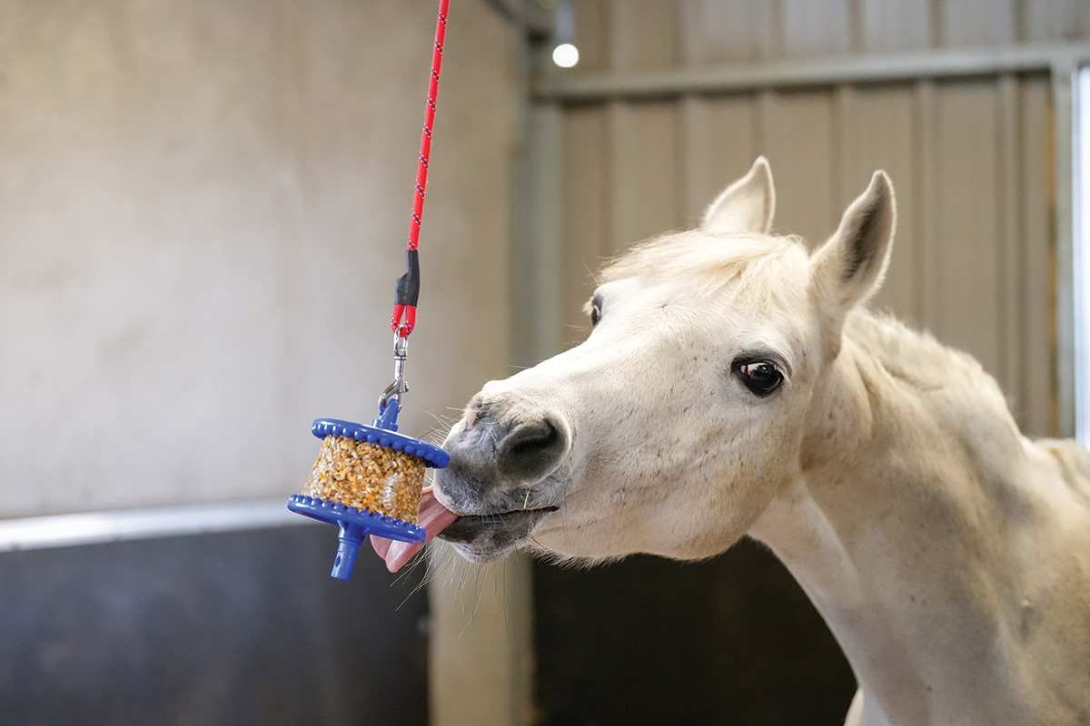 A horse playing with a stall toy to combat stall boredom.