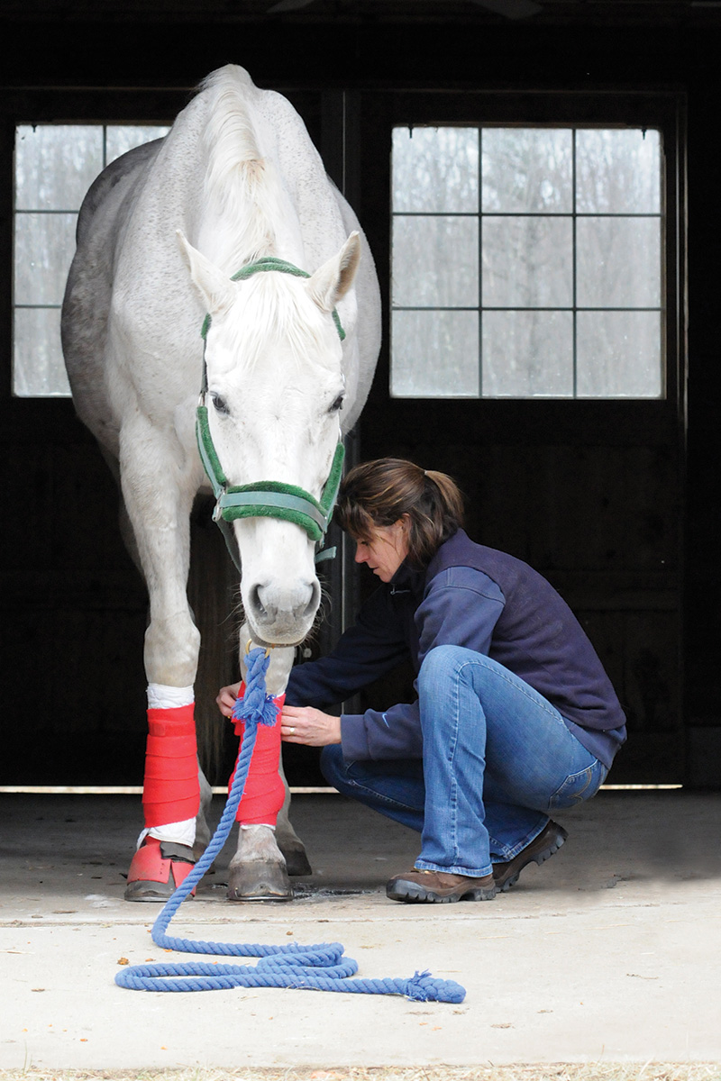 A girl putting standing bandages on the legs of a horse to prevent stocking up